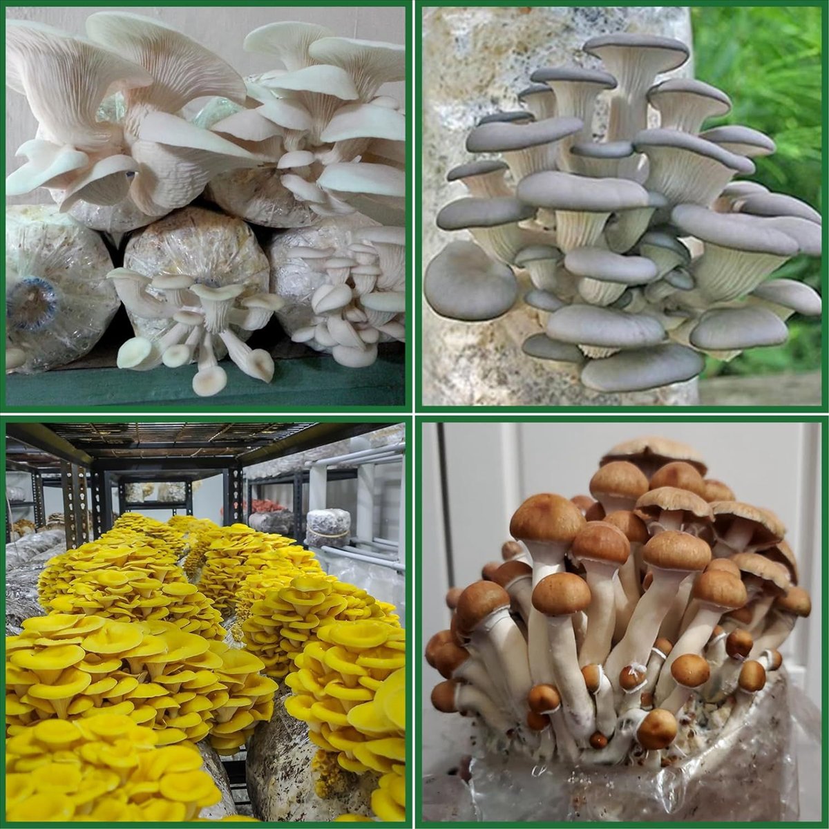 Mushroom Grow Bags,25 Pack Pol - огляд і ціна Mushroom Spawn Bag