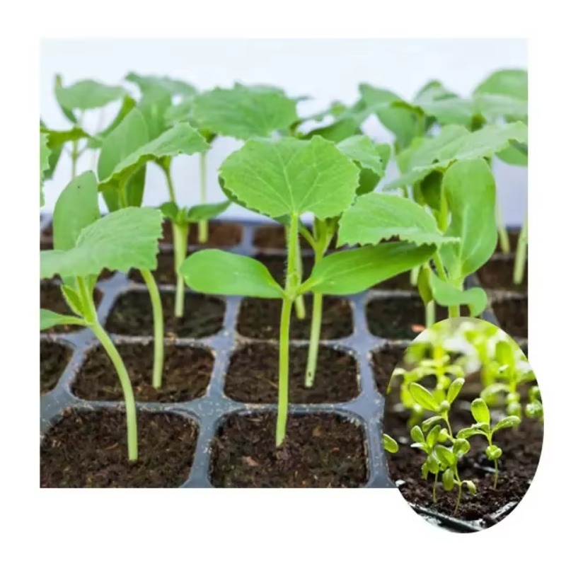 Automatic Plug Tray Seeding Ma - огляд і ціна Nursery Plug Tray