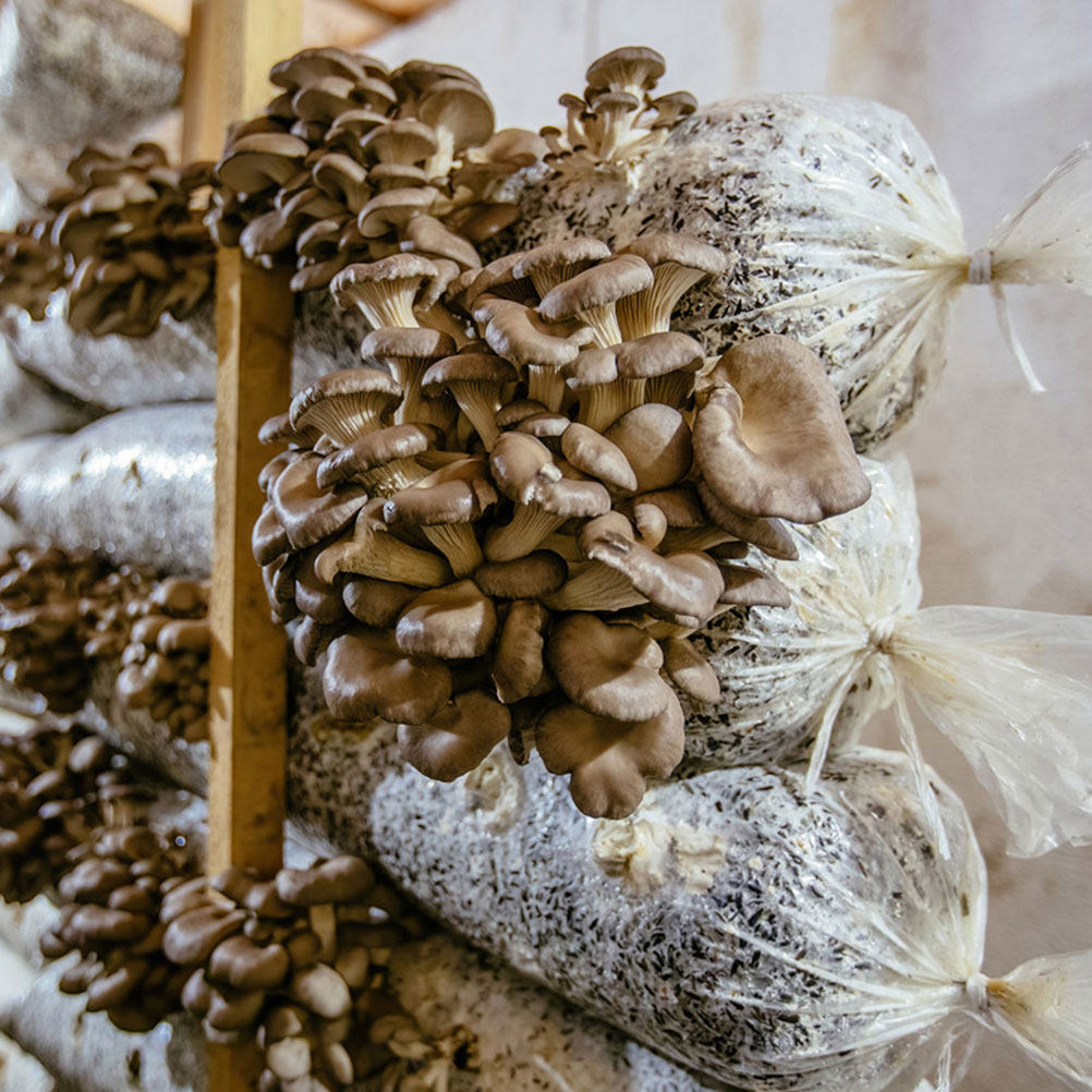 1Set Edible Mushroom Growing B - огляд і ціна Mushroom Spawn Bag