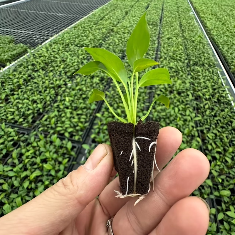 Hydroponic Rapid Grow Rooting  - огляд і ціна Nursery Plug Tray