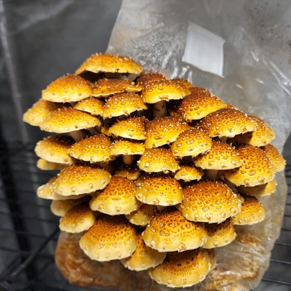 50pcs PP Mushroom Planting Bag - огляд і ціна Mushroom Spawn Bag